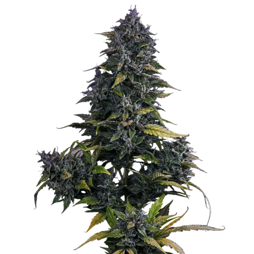 S.O.D.K Auto