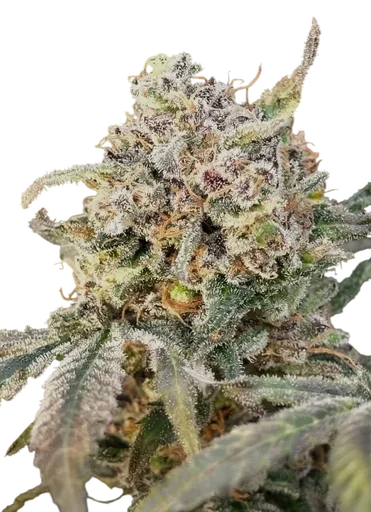 Somango Glue Auto