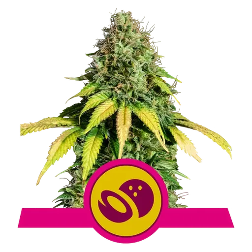 Somango XL