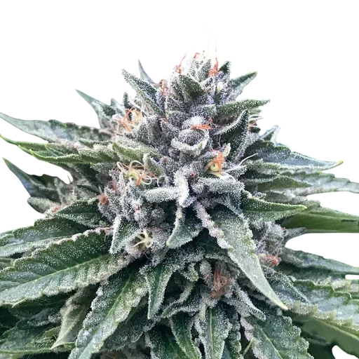 Sorbet #4