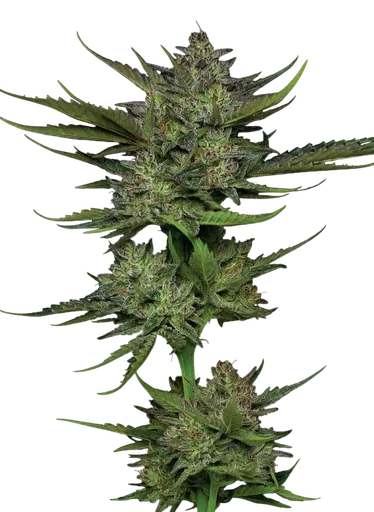 Sour Apple Auto
