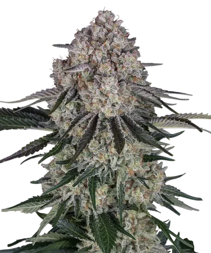 Sour Diesel