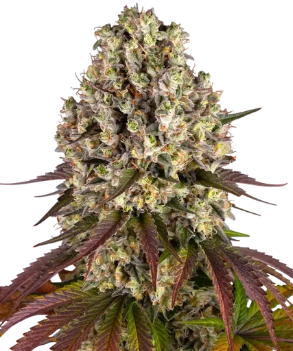Sour Diesel