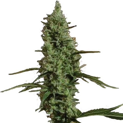 Atomical Haze