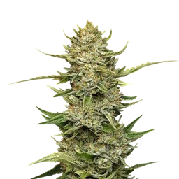Sour Diesel Auto