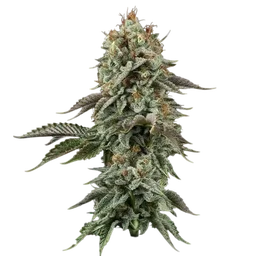 Sour Diesel
