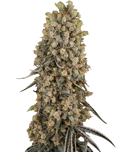 Atomic Blue Dream