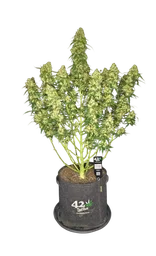 Sour Jealousy Auto