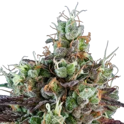 Sour Ripper Auto