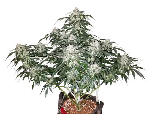 Stardawg Auto