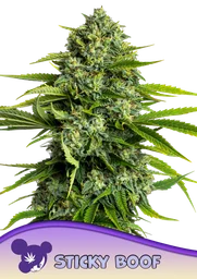 Sticky Boof