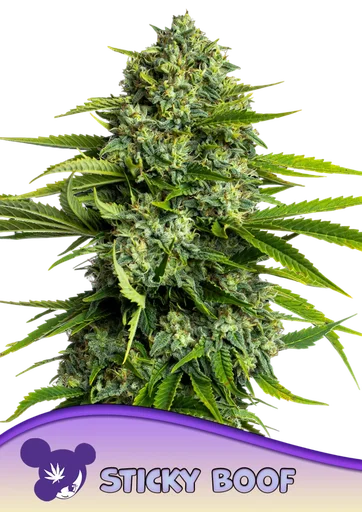 Sticky Boof