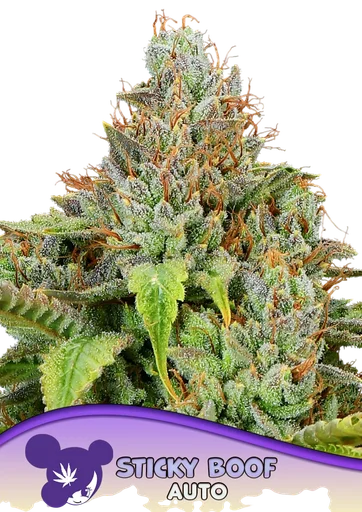 Sticky Boof Auto