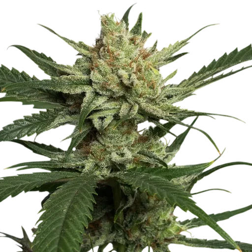 Strawberry Banana