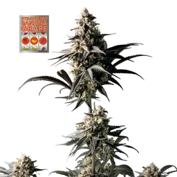 Strawberry Banana Grape