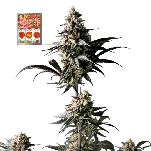 Strawberry Banana Grape