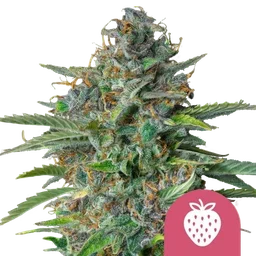 Strawberry Cough