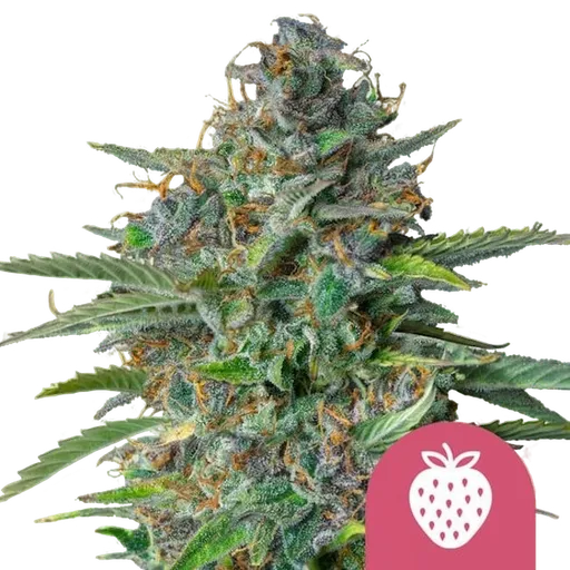 Strawberry Cough