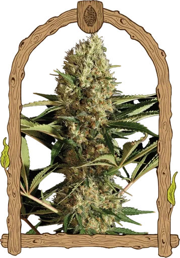 Strawberry Cube Auto