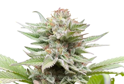 Strawberry Haze Auto