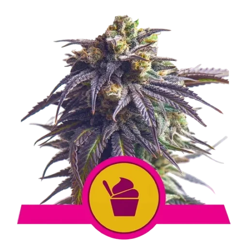 Sundae Driver