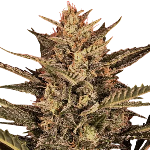 Sunset Vibes Auto