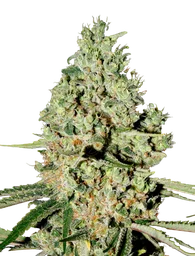 Super Critical