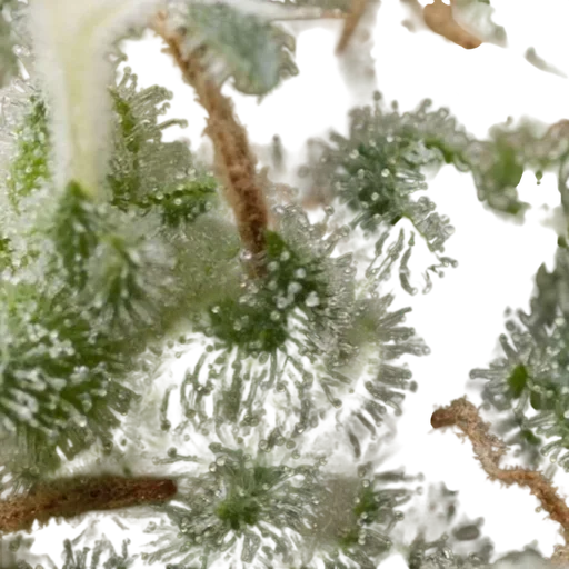 Super Hash Auto