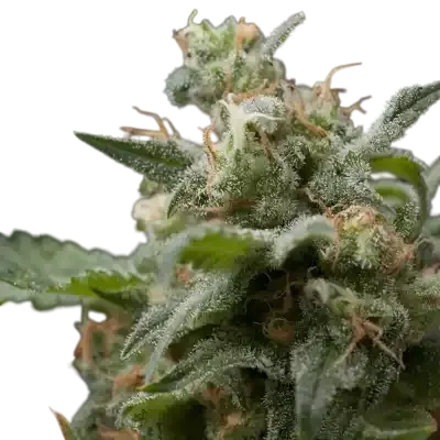 Super Hash