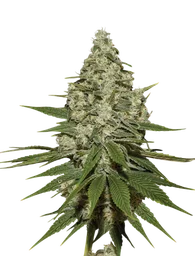 Super Lemon Haze