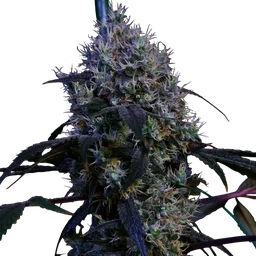 Super Lemon Haze RBX3