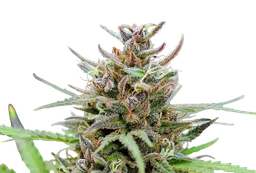 Baby Boom Auto