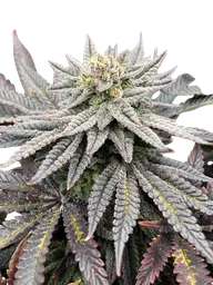Super Menthol Haze