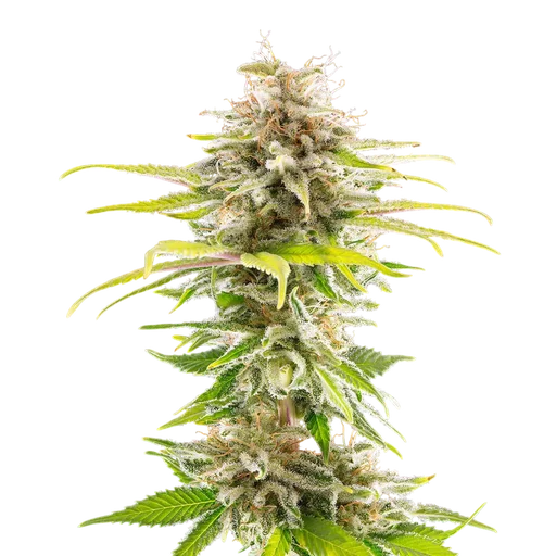 Super OG Kush