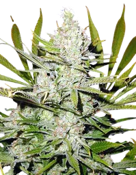 Super Silver Haze