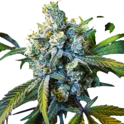 Super Silver Haze