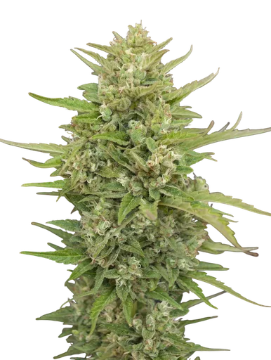 Super Skunk Auto