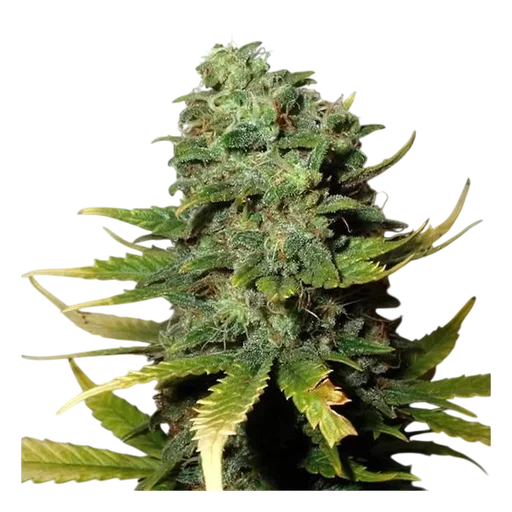 Super Skunk