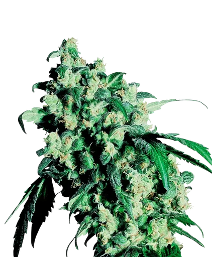 Super Skunk