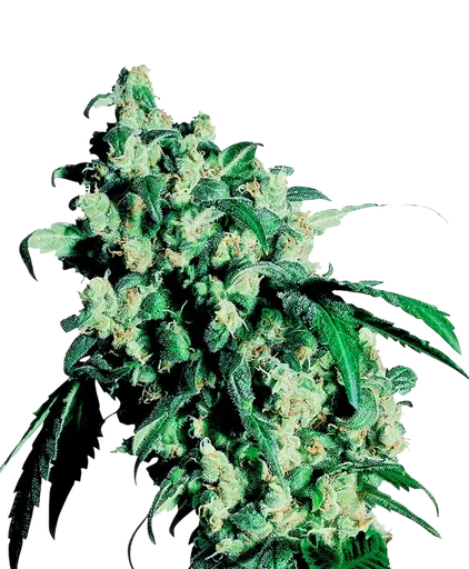 Super Skunk