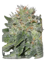 Super Skunk Kush