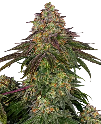 Sweet Cherry Kush