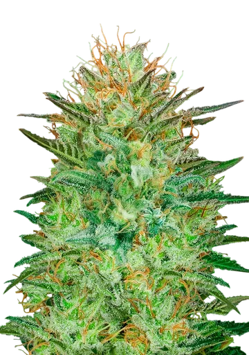 Sweet Critical Auto