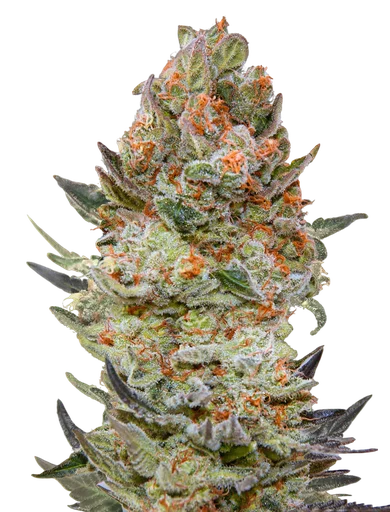 Sweet Critical CBD