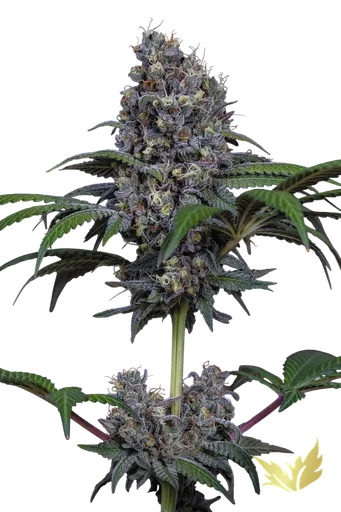 Sweetopia