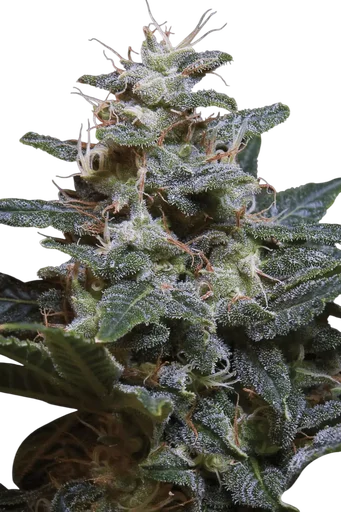 Sweet Purple