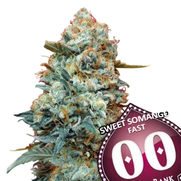 Sweet Somango FAST