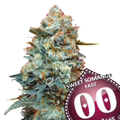 Sweet Somango FAST