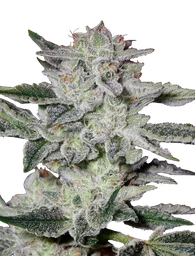 Sweet Valley Kush