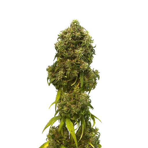 Swiss Dream CBD Auto